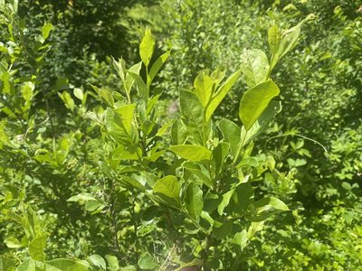 Lyonia ligustrina, photographed by Jack Forrester