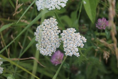 Achillea millefolium, photographed by Violet T.