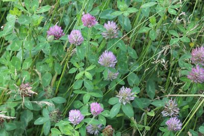 Trifolium pratense, photographed by Violet T.