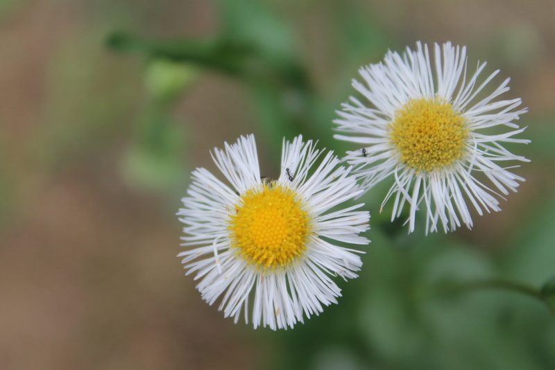 Erigeron philadelphicus, photographed by Violet T.