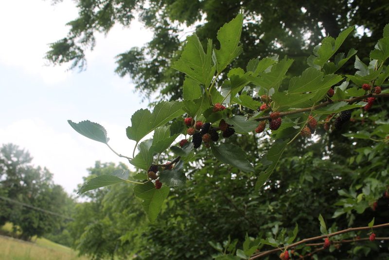 Morus alba, photographed by Violet T.
