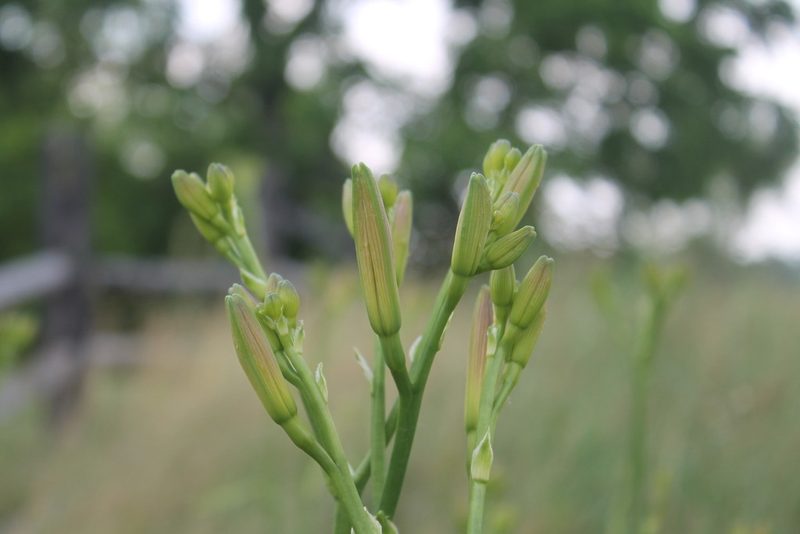 Hemerocallis fulva, photographed by Violet T.