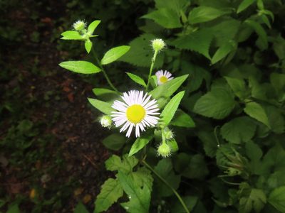 Erigeron annuus, photographed by Mila C.