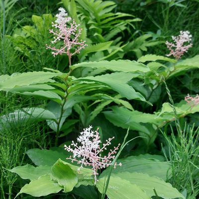Maianthemum racemosum, photographed by Tracy Sherbrook