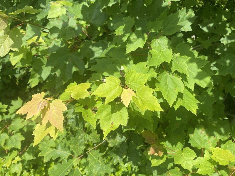 Acer rubrum, photographed by Jack Forrester