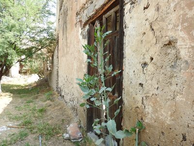Nicotiana glauca, photographed by Oscar Alejandro Morales Juárez