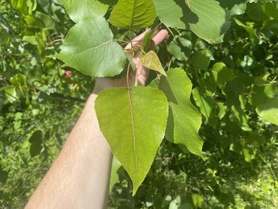 Populus deltoides, photographed by Jack Forrester