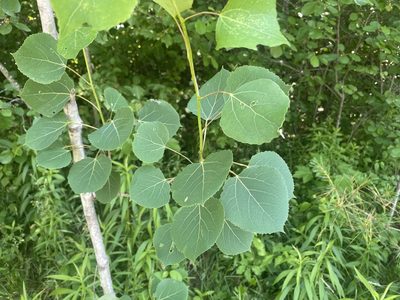 Populus tremuloides, photographed by Jack Forrester
