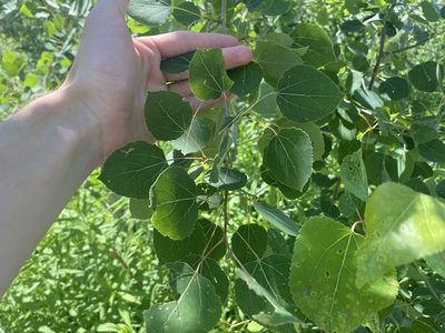 Populus tremuloides, photographed by Jack Forrester
