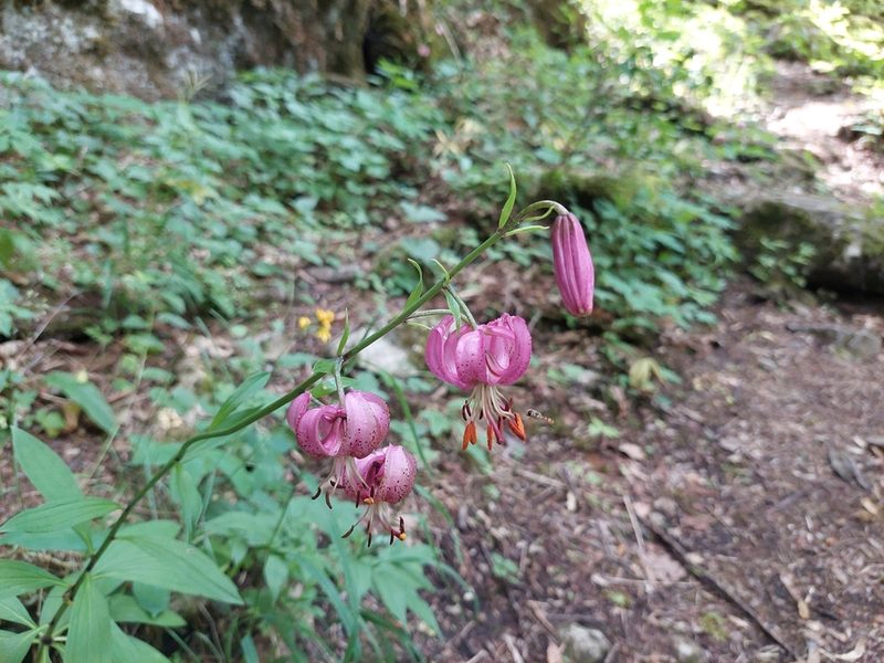 Lilium martagon, photographed by J V
