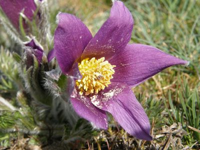 Pulsatilla rubra, photographed by Rafael Medina