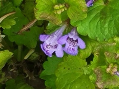 Glechoma hederacea, photographed by Jean Sorensen