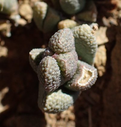 Rhinephyllum parvifolium, photographed by Nicola van Berkel