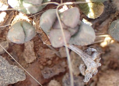 Rhinephyllum parvifolium, photographed by Nicola van Berkel