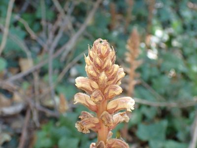 Orobanche hederae, photographed by luluchouette