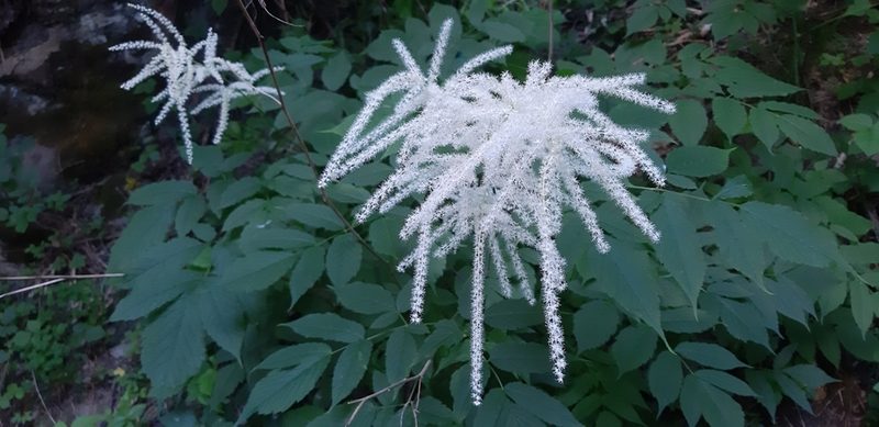 Aruncus dioicus, photographed by Leonardo Ancillotto