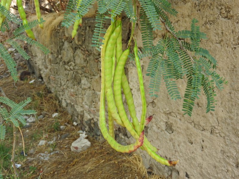 Neltuma laevigata, photographed by Oscar Alejandro Morales Juárez