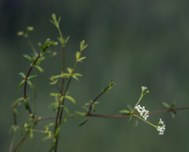 Hydrogalium labradoricum, photographed by aarongunnar