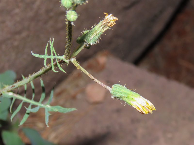 Sonchus tenerrimus, photographed by Emanuele Santarelli