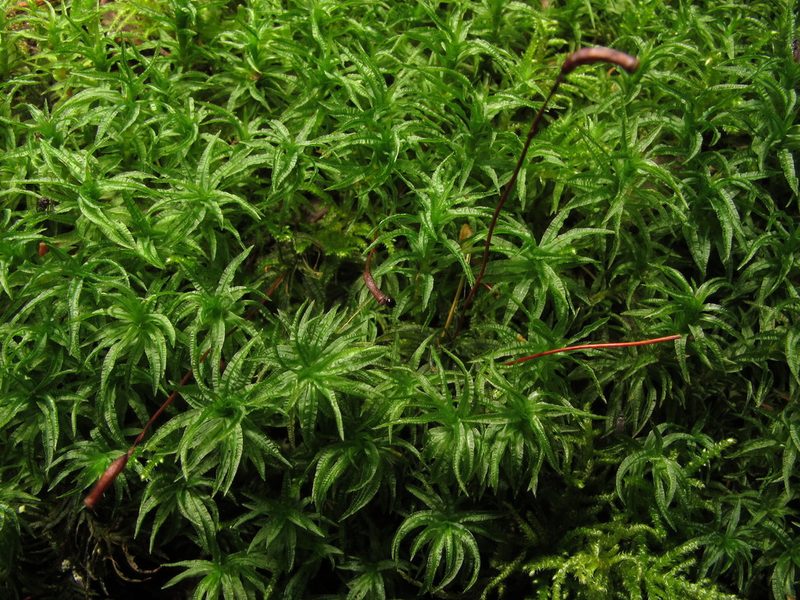 Atrichum undulatum, photographed by José Luis Camaño
