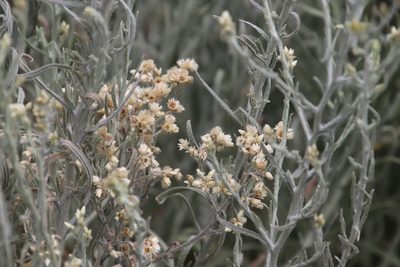 Pseudognaphalium beneolens, photographed by Millie Basden