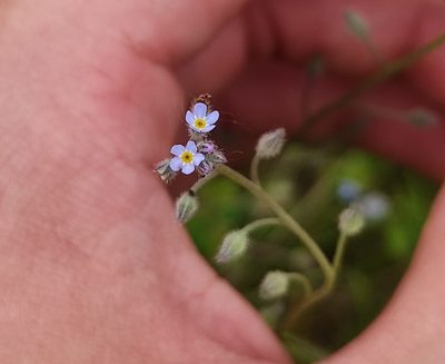 Myosotis arvensis, photographed by Dmitrii Mostovoi