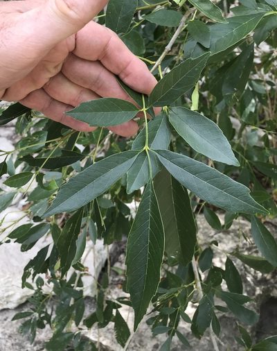 Fraxinus berlandieriana, photographed by Cliff Tyllick