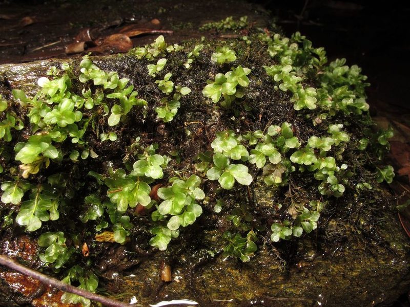 Rhizomnium punctatum, photographed by José Luis Camaño