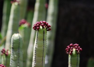 Euphorbia canariensis, photographed by Mirela