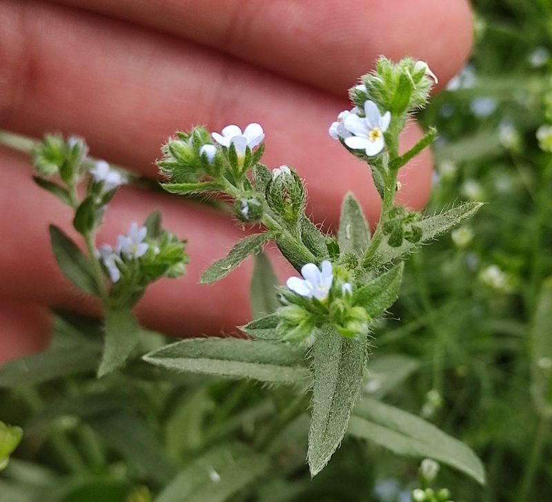 Lappula squarrosa, photographed by Dmitrii Mostovoi