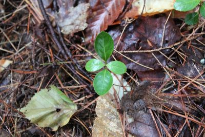 Gaultheria procumbens, photographed by Steven Lamonde