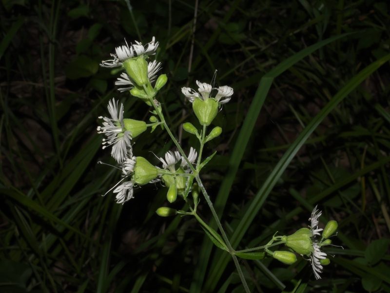 Silene stellata, photographed by Robert Webster