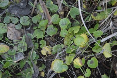 Hydrocotyle verticillata, photographed by Tony Rebelo