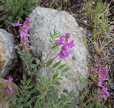 Hedysarum boreale, photographed by Julianne Ourom