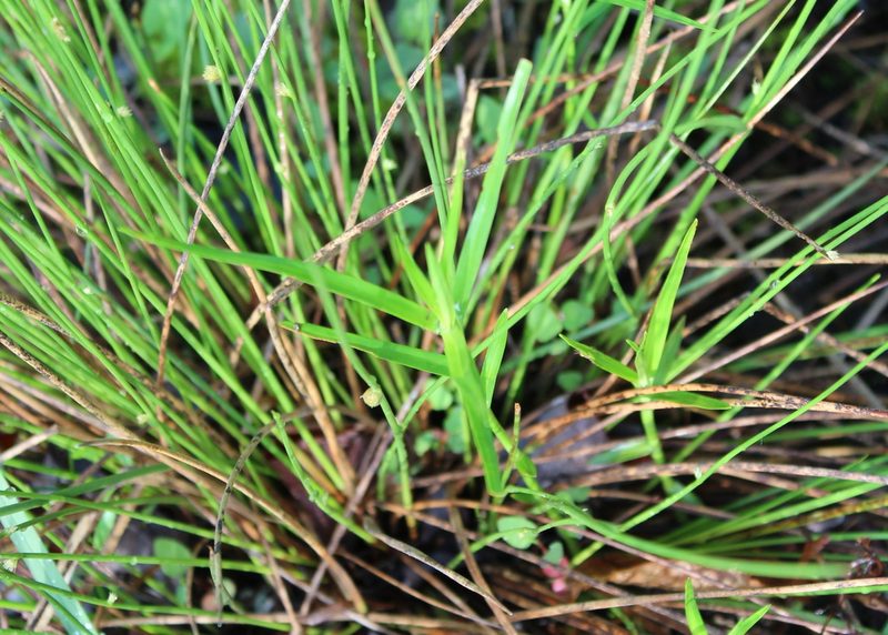Dulichium arundinaceum, photographed by Steven Lamonde