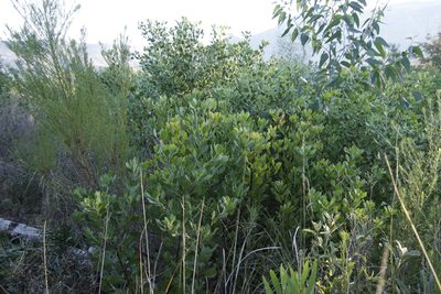 Chrysanthemoides monilifera, photographed by Tony Rebelo