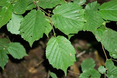 Corylus avellana, photographed by Andrew Skotnicki