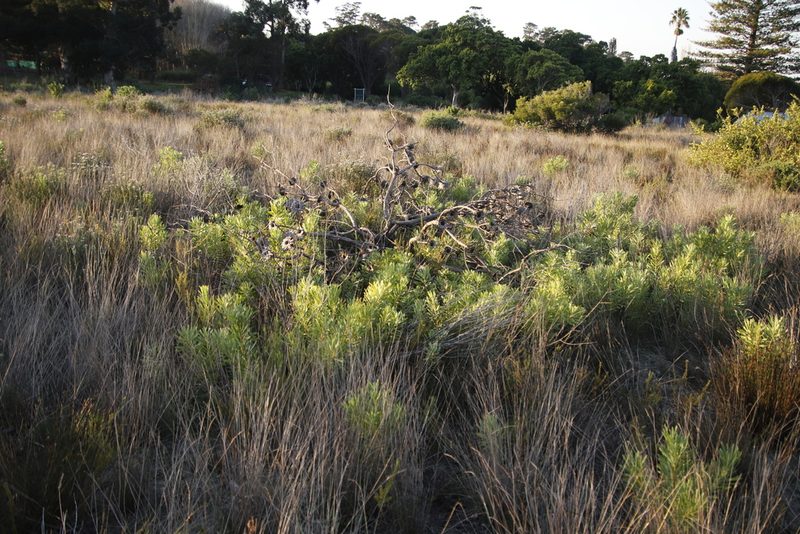 Protea repens, photographed by Tony Rebelo