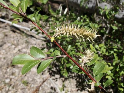Salix scouleriana, photographed by Sue Carnahan
