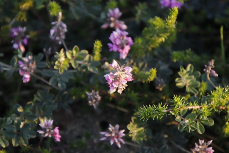 Indigofera mauritanica, photographed by Tony Rebelo