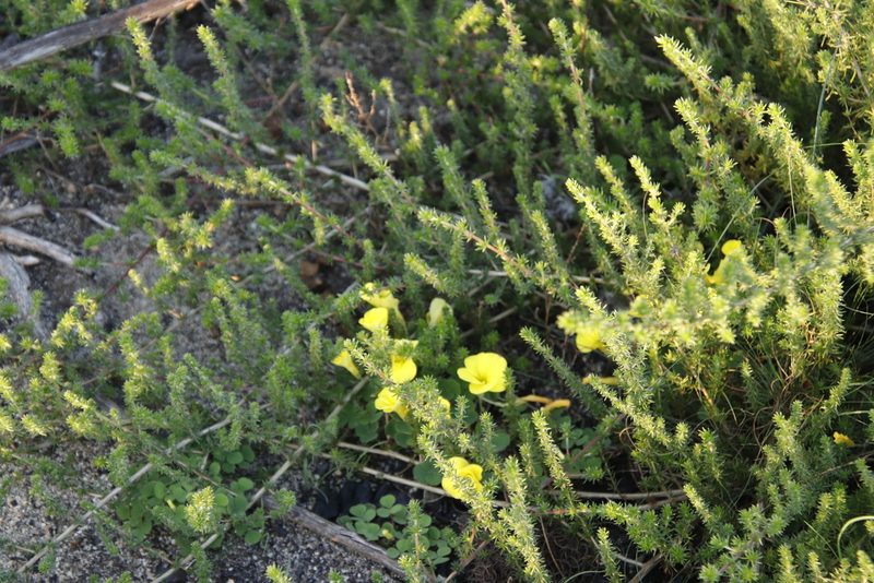 Oxalis luteola, photographed by Tony Rebelo