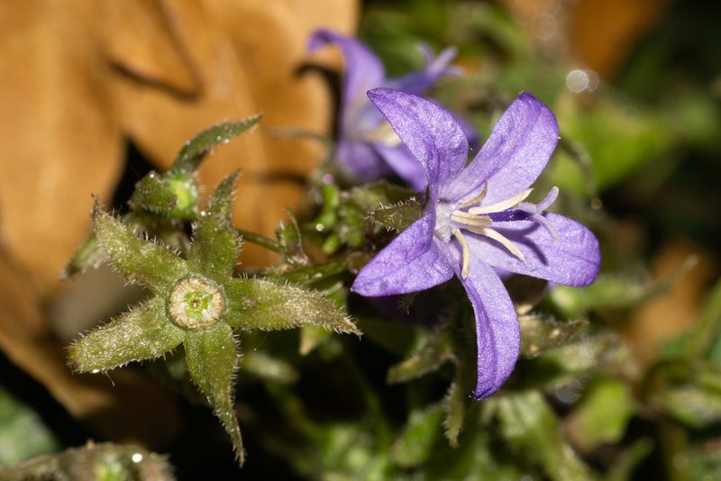 Campanula poscharskyana, photographed by Andrew Skotnicki