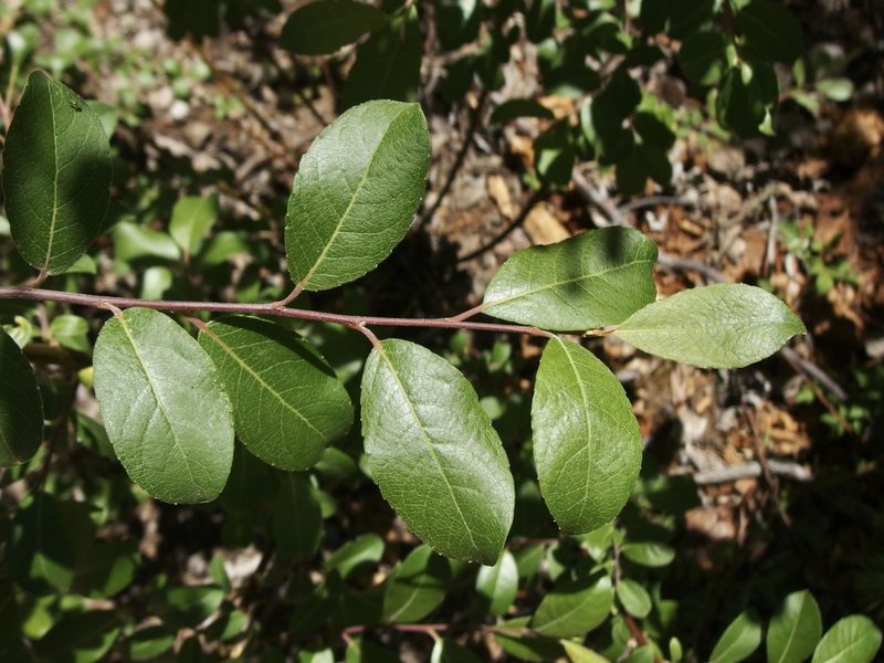 Salix scouleriana, photographed by Sue Carnahan