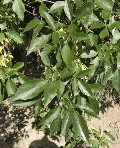 Fraxinus berlandieriana, photographed by Cliff Tyllick