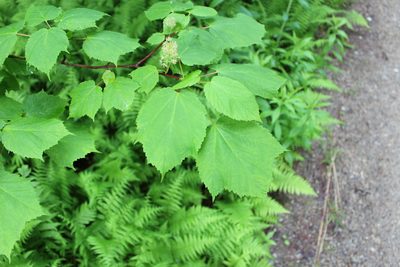 Acer spicatum, photographed by Steven Lamonde