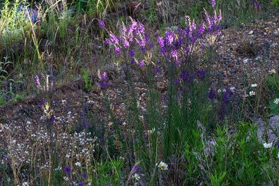 Linaria purpurea, photographed by Andrew Skotnicki