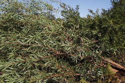 Acacia longifolia, photographed by Tony Rebelo