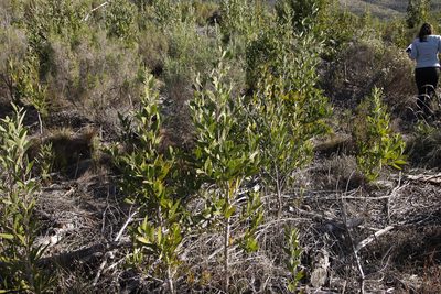 Acacia melanoxylon, photographed by Tony Rebelo