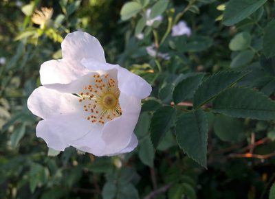 Rosa canina, photographed by Bin Aden