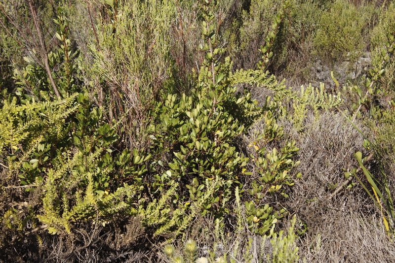 Searsia laevigata, photographed by Tony Rebelo